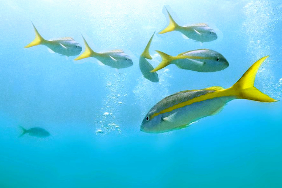 yellowtail snapper